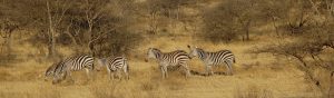 Afrika; Zebras