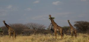 Afrika; Giraffen